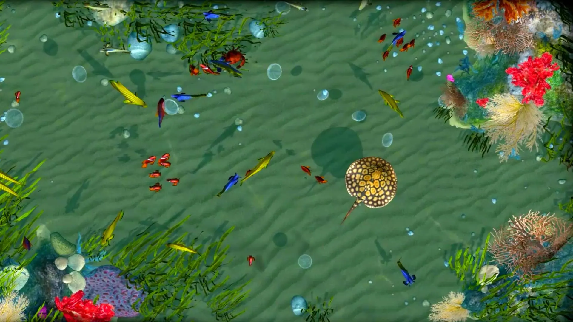 Sea animals of the interactive floor.