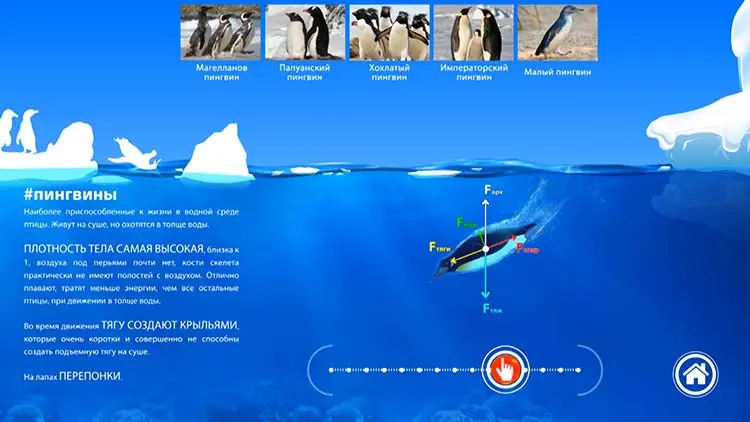 Section about penguins.